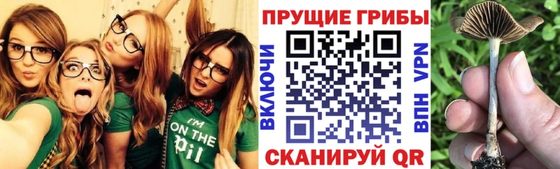 МЕГА зеркало  как найти наркотики  Тимашёвск  Галлюциногенные грибы Psilocybe 